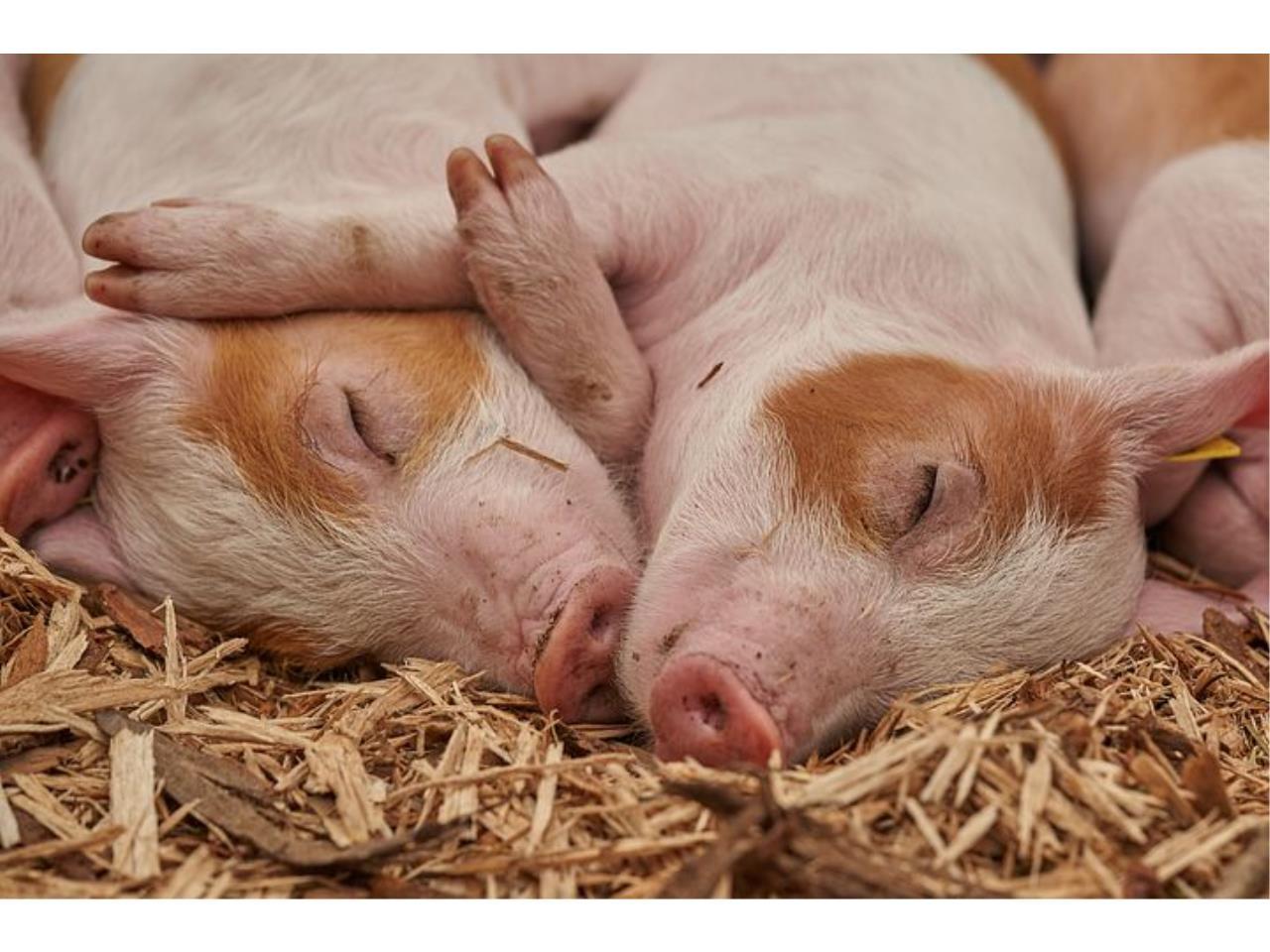 未経験ＯＫで勤務シフトの相談もＯＫ　養豚場の飼育スタッフ