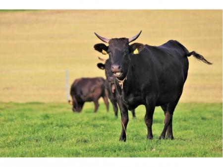 １日４H～週４日勤務～OKの牛舎での清掃や消毒などの補助作業