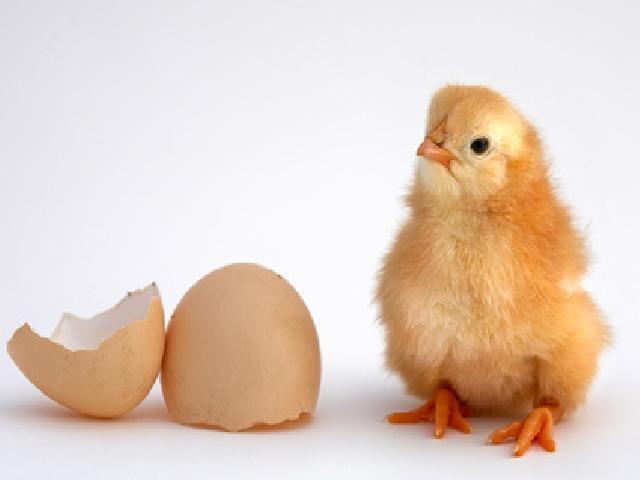 未経験でも高時給　ヒヨコの飼育施設でのカンタン軽作業