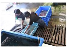 活魚の加工作業