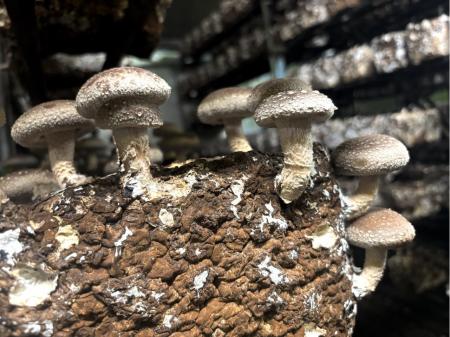 しいたけやきくらげの栽培・包装作業