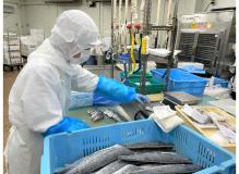 工場でのお魚加工補助（短期募集）