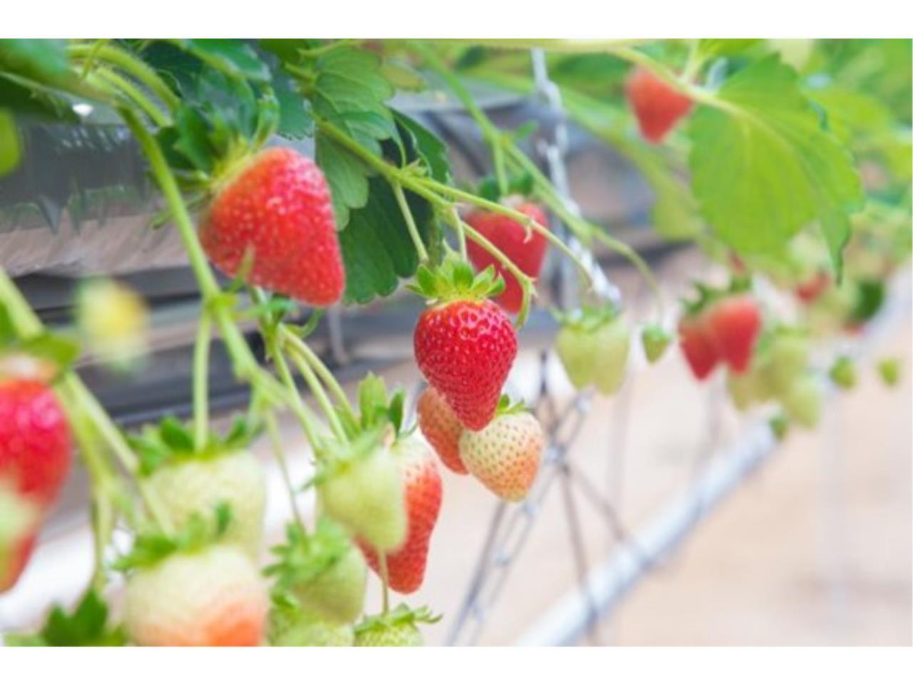 いちご観光農園の運営スタッフ