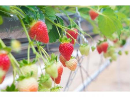 いちご観光農園の運営スタッフ