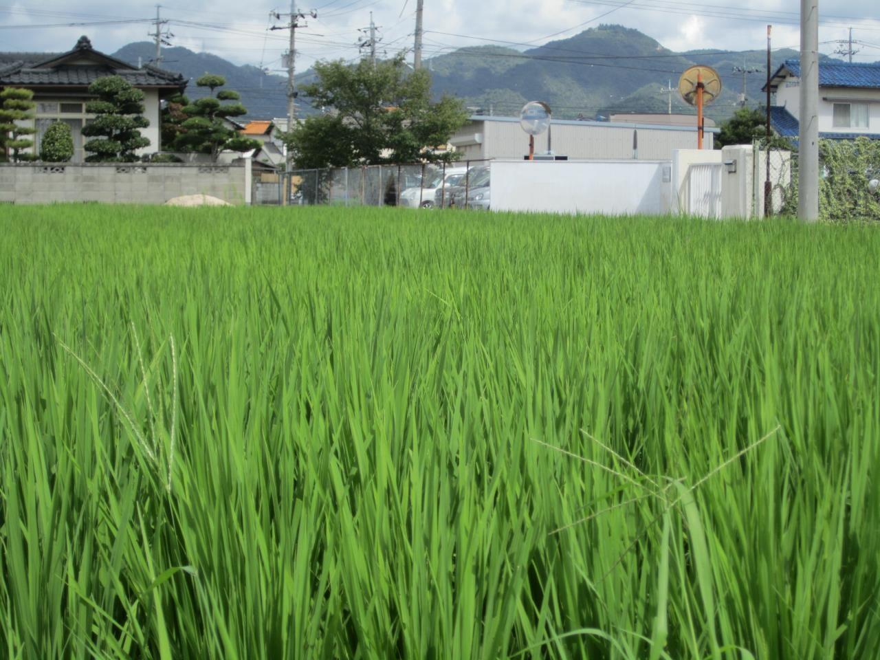 田植え補助作業