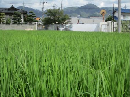 田植え補助作業