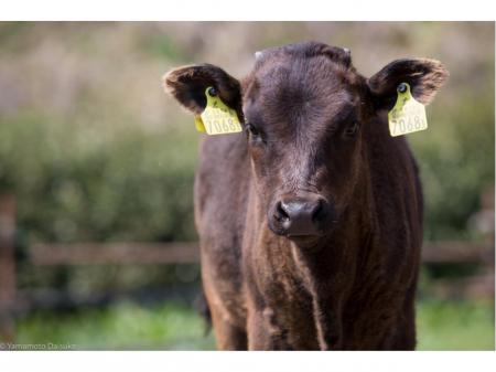 落ち着いて働ける牧場の飼育補助と清掃スタッフ