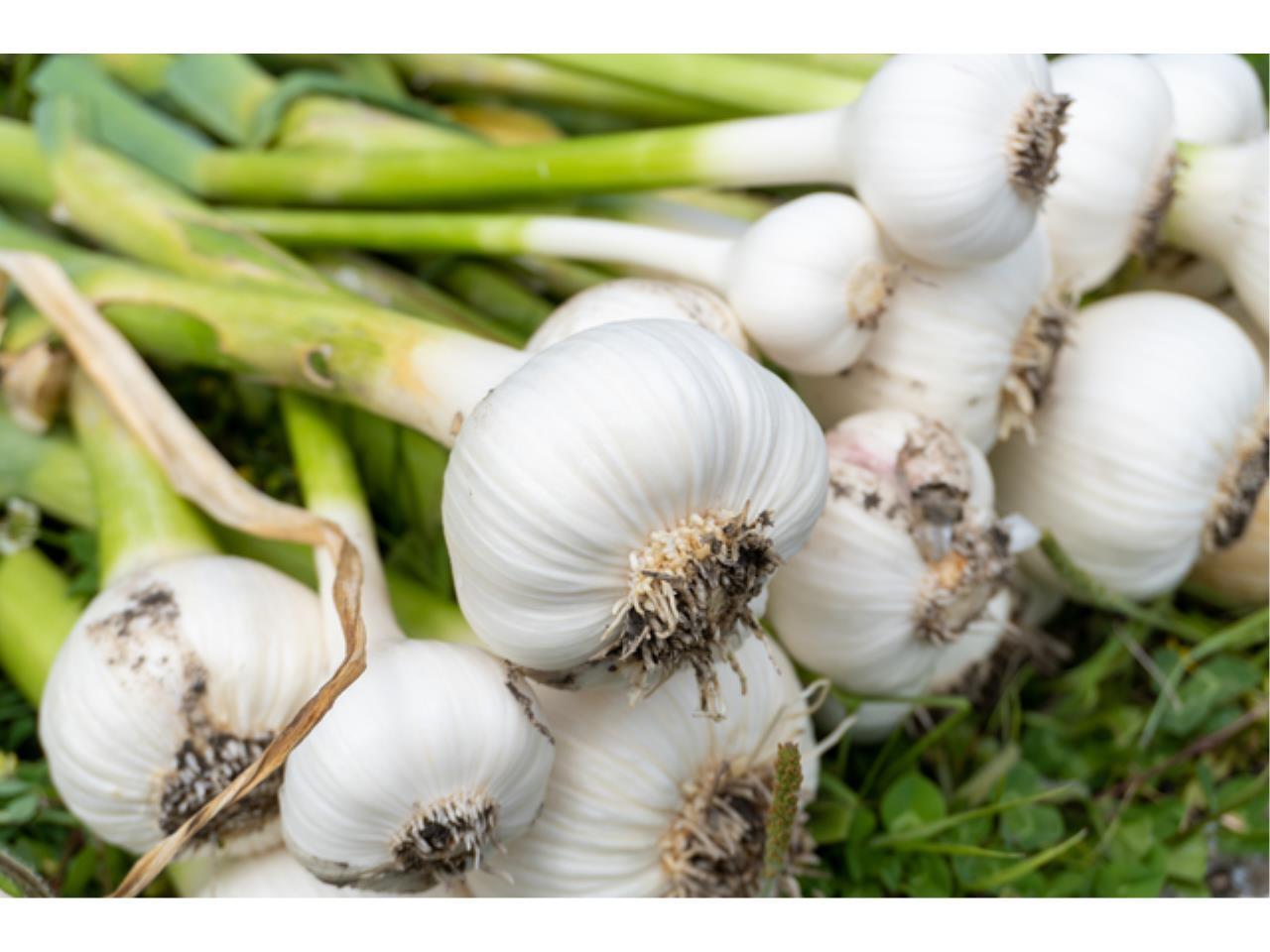 無理なく続けられるニンニクの皮むきや選別作業