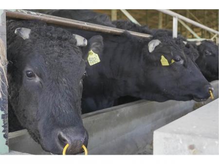 ジャパンブランド和牛を支える飼料メーカーでの生産管理